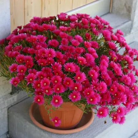 巴格贝克力木屋酒店