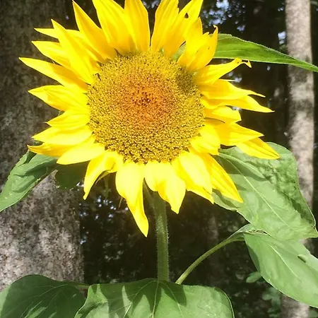 Apartment Chalet Baergbaechli *